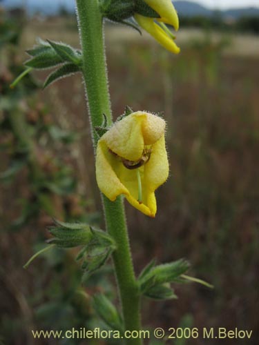 Imágen de Verbascum virgatum (Mitrún). Haga un clic para aumentar parte de imágen.