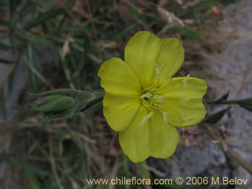 Oenothera stricta的照片