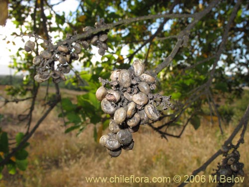 Image of Lithrea caustica (Litre). Click to enlarge parts of image.