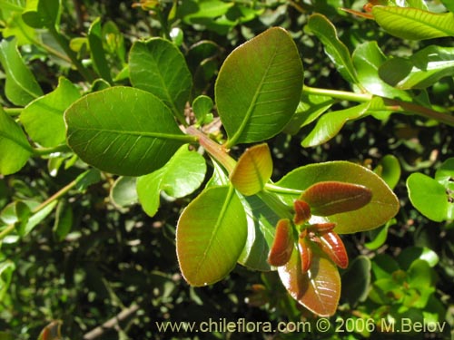 Image of Lithrea caustica (Litre). Click to enlarge parts of image.