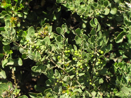 Image of Azara dentada (Aromo de Castilla / Corcolén). Click to enlarge parts of image.