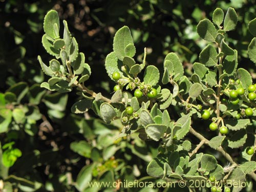Image of Azara dentada (Aromo de Castilla / Corcolén). Click to enlarge parts of image.