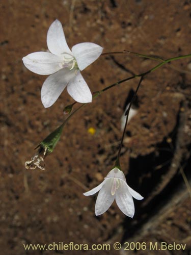 Imágen de Wahlenbergia linarioides (Uña-perquen). Haga un clic para aumentar parte de imágen.