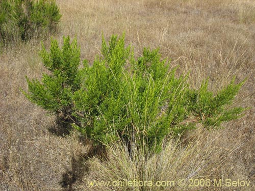 Bild von Baccharis linearis (Romerillo). Klicken Sie, um den Ausschnitt zu vergrössern.