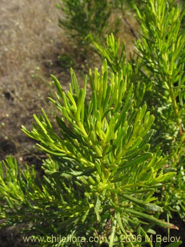 Bild von Baccharis linearis (Romerillo). Klicken Sie, um den Ausschnitt zu vergrössern.