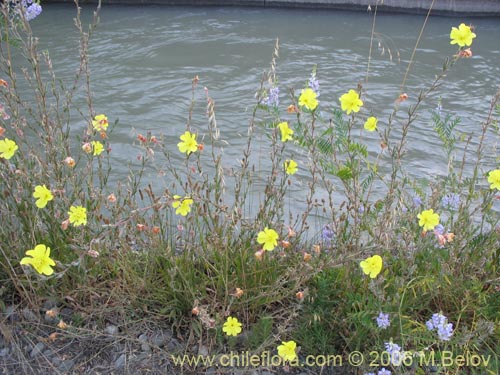 Image of Oenothera stricta (Flor de San Jos / Don Diego de la noche amarillo). Click to enlarge parts of image.