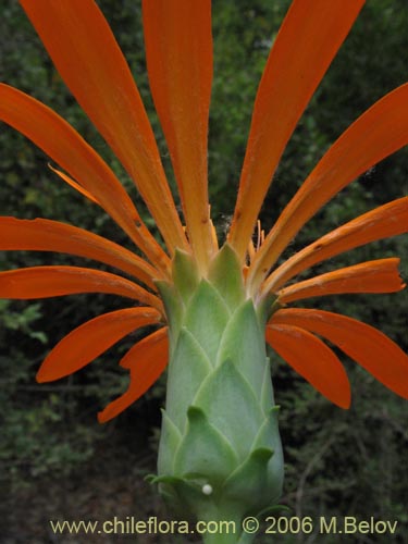 Image of Mutisia decurrens (Clavel del campo anaranjado). Click to enlarge parts of image.