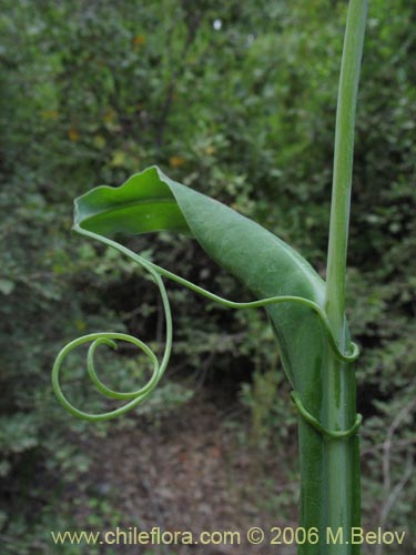 Image of Mutisia decurrens (Clavel del campo anaranjado). Click to enlarge parts of image.