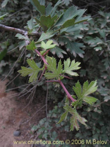 Image of Crataegus monogyna (Crategus / Peumo alemán / Peumo extranjero). Click to enlarge parts of image.