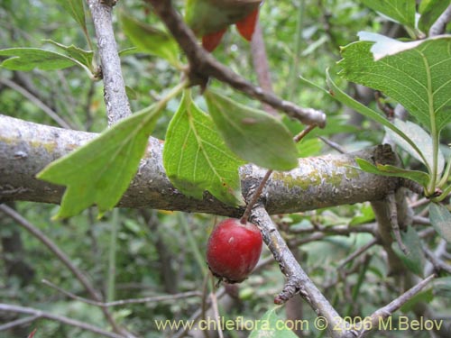 Image of Crataegus monogyna (Crategus / Peumo alemán / Peumo extranjero). Click to enlarge parts of image.