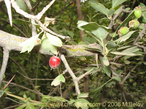 Image of Crataegus monogyna (Crategus / Peumo alemán / Peumo extranjero). Click to enlarge parts of image.