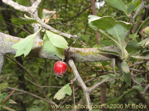 Image of Crataegus monogyna (Crategus / Peumo alemán / Peumo extranjero). Click to enlarge parts of image.