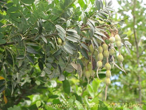 Imágen de Sophora macrocarpa (Mayo). Haga un clic para aumentar parte de imágen.