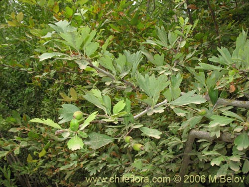 Image of Crataegus monogyna (Crategus / Peumo alemán / Peumo extranjero). Click to enlarge parts of image.