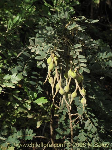Imágen de Sophora macrocarpa (Mayo). Haga un clic para aumentar parte de imágen.