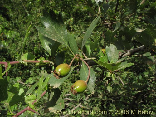 Image of Crataegus monogyna (Crategus / Peumo alemán / Peumo extranjero). Click to enlarge parts of image.