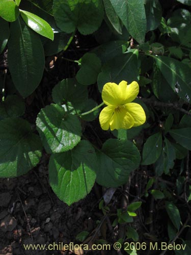 Image of Viola maculata (Violeta amarilla). Click to enlarge parts of image.