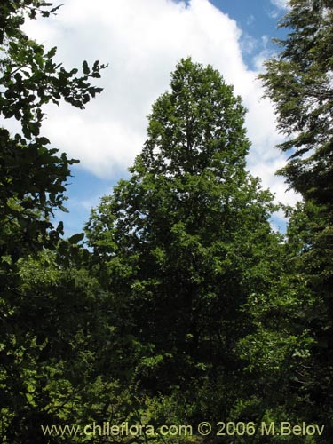Image of Nothofagus macrocarpa (Roble de Santiago). Click to enlarge parts of image.