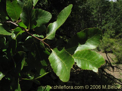 Image of Nothofagus macrocarpa (Roble de Santiago). Click to enlarge parts of image.