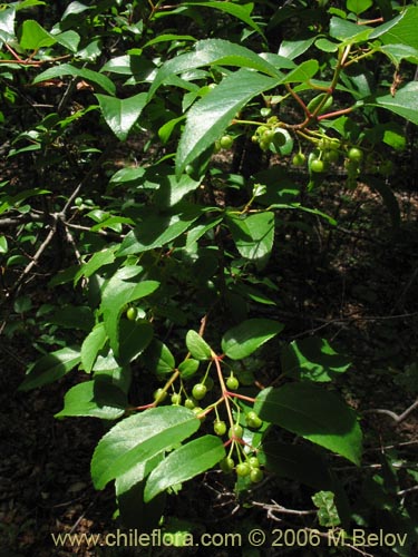 Aristotelia chilensis的照片