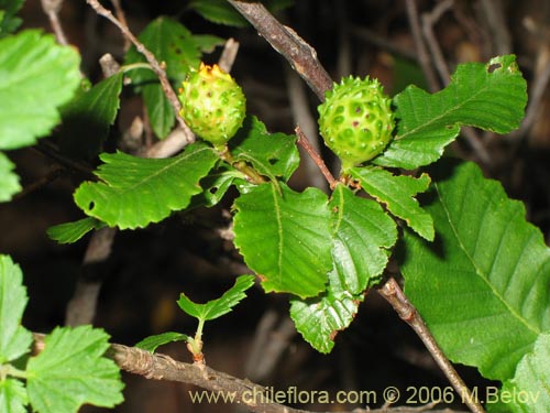 Image of Nothofagus macrocarpa (Roble de Santiago). Click to enlarge parts of image.