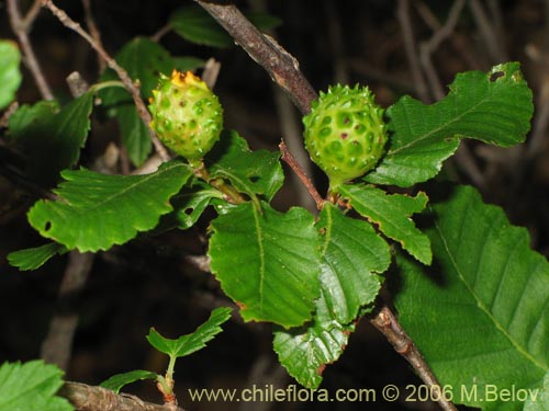 Image of Nothofagus macrocarpa (Roble de Santiago). Click to enlarge parts of image.