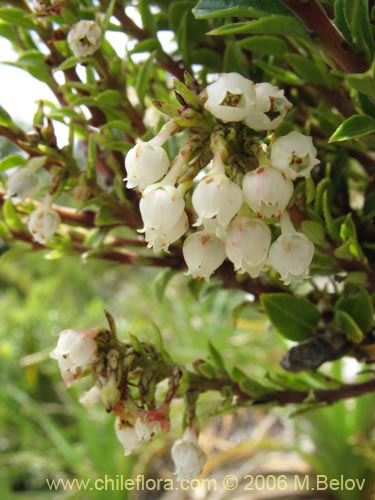 Image of Gaultheria phillyreifolia (Chaura común). Click to enlarge parts of image.