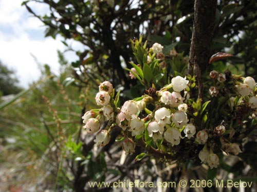Image of Gaultheria phillyreifolia (Chaura común). Click to enlarge parts of image.