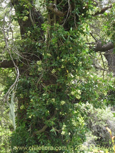 Image of Hydrangea serratifolia (Canelilla / Voqui naranjo / Voqui paulun). Click to enlarge parts of image.