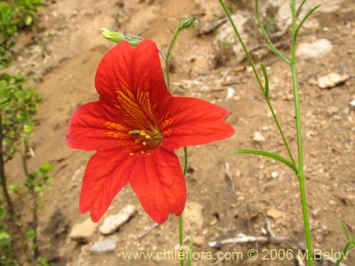 Imágen de Salpiglossis sinuata (Palito amargo). Haga un clic para aumentar parte de imágen.