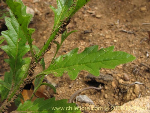 Imágen de Salpiglossis sinuata (Palito amargo). Haga un clic para aumentar parte de imágen.