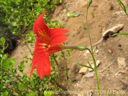 Imágen de Salpiglossis sinuata (Palito amargo). Haga un clic para aumentar parte de imágen.