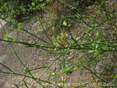 Imágen de Diostea juncea (Retama o retamo (de cordillera)). Haga un clic para aumentar parte de imágen.