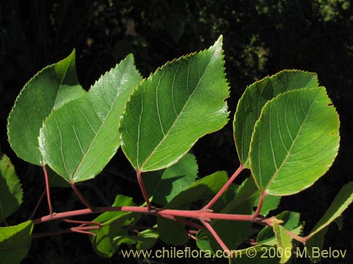 Image of Aristotelia chilensis (Maqui). Click to enlarge parts of image.