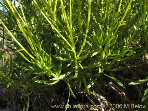 Bild von Senecio sp. #1581 (). Klicken Sie, um den Ausschnitt zu vergrössern.