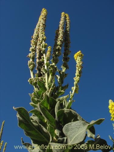 Verbascum thapsus의 사진