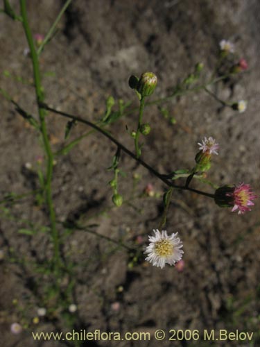 Bild von Aster squamatus (). Klicken Sie, um den Ausschnitt zu vergrössern.