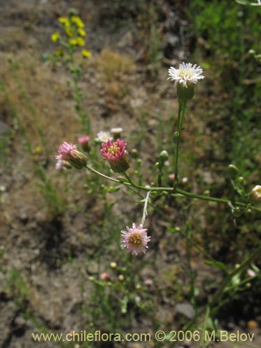 Bild von Aster squamatus (). Klicken Sie, um den Ausschnitt zu vergrössern.