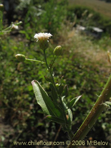 Bild von Aster squamatus (). Klicken Sie, um den Ausschnitt zu vergrössern.