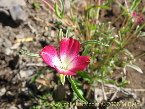 Clarkia tenellaの写真