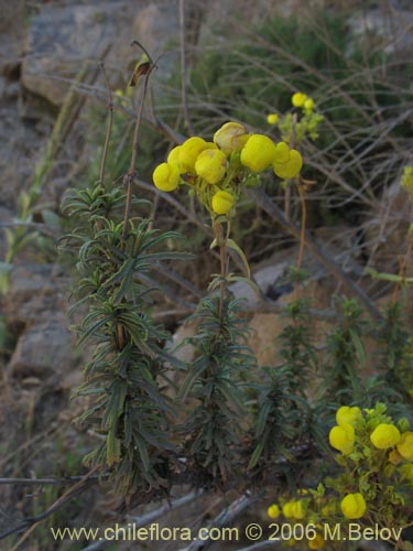 Image of Calceolaria thyrsiflora (Capachito). Click to enlarge parts of image.
