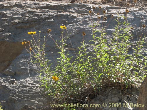 Imágen de Viguiera revoluta (Maravilla del cerro). Haga un clic para aumentar parte de imágen.