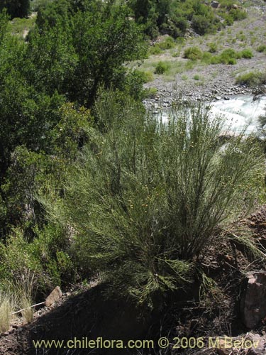 Imágen de Diostea juncea (Retama o retamo (de cordillera)). Haga un clic para aumentar parte de imágen.