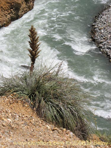 Puya berteronianaの写真