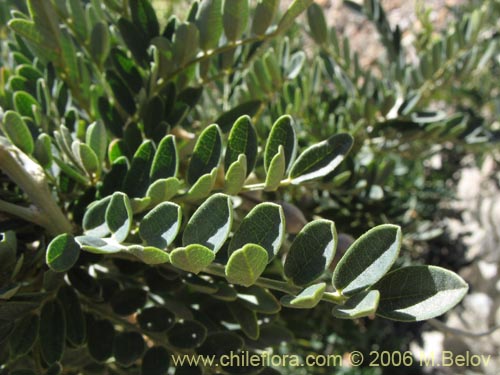 Imágen de Sophora macrocarpa (Mayo). Haga un clic para aumentar parte de imágen.
