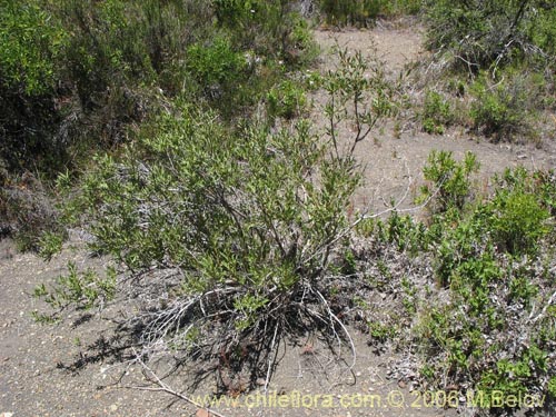 Image of Proustia cuneifolia (Huañil). Click to enlarge parts of image.
