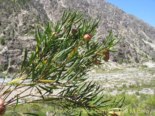 Colliguaja integerrima的照片