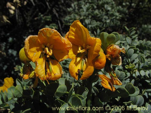 Image of Senna arnottiana (Quebracho / Alcaparra / Tara). Click to enlarge parts of image.