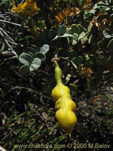 Image of Senna arnottiana (Quebracho / Alcaparra / Tara). Click to enlarge parts of image.