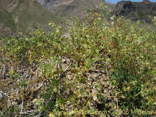 Image of Loasa tricolor (Ortiga brava / Ortiga caballuna). Click to enlarge parts of image.